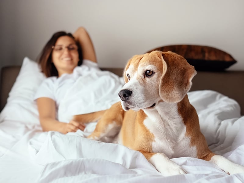 Pet Friendly Hotels Portland Maine Ramada Plaza Portland